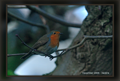 roodborstje in de tuin