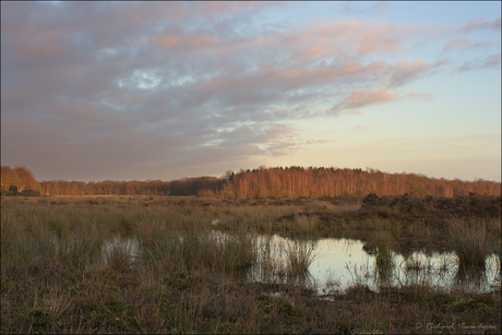 Takkenhoogte januari 2011