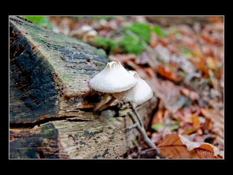 Herfst in de Betuwe...