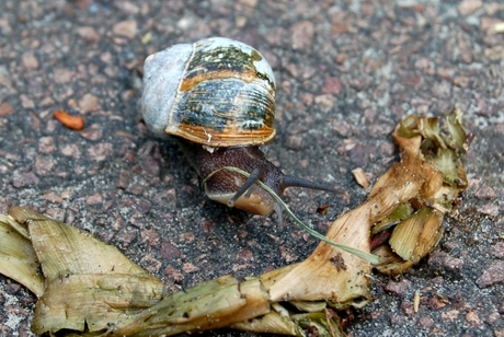 Slak speelt met gras sprietje