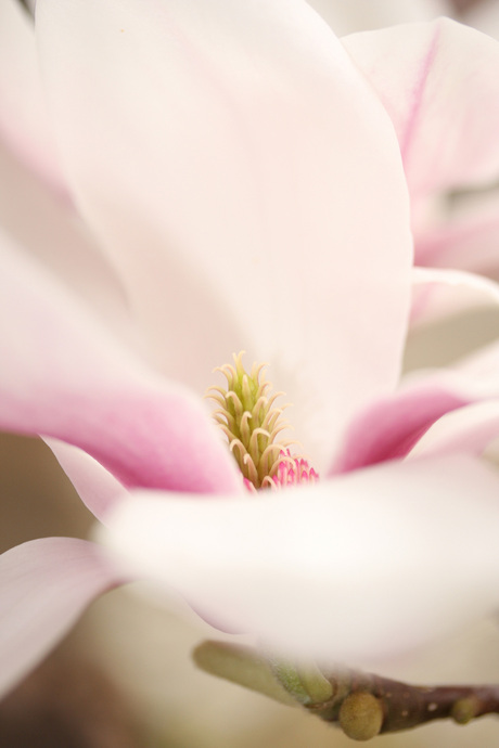 magnolia