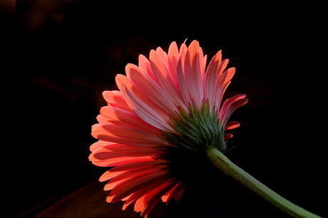 Gerbera