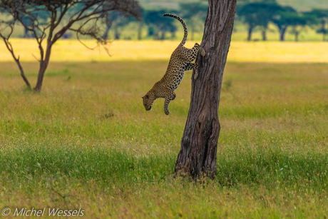 Leopard klimt uit de boom