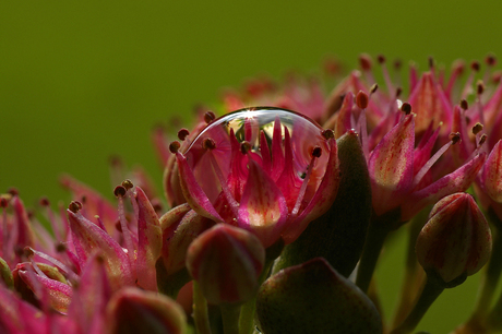 Waterdruppel op bloemetje.