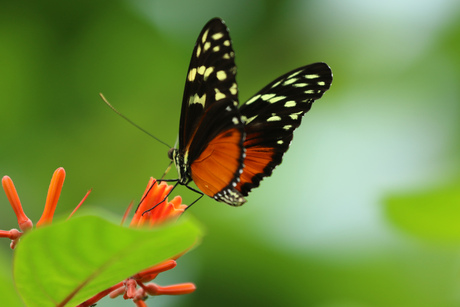 Vlinder in de mangrove van burger's zoo