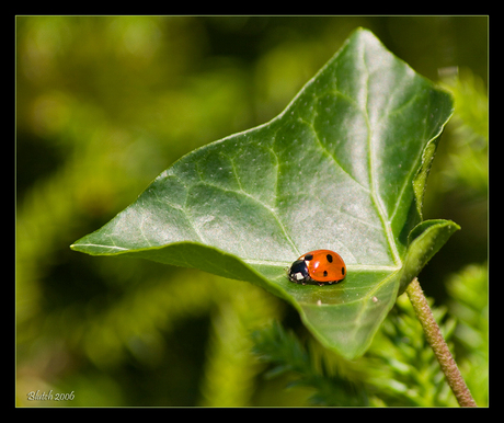 LHB op een presenteerblaadje