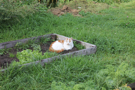 Bucks vindt het heerlijk om in de groente tuin le liggen.jpg