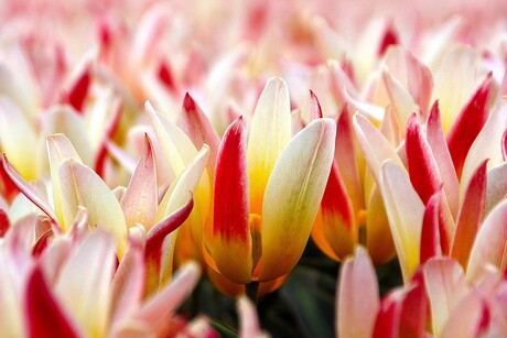 Tulpen in veelvoud