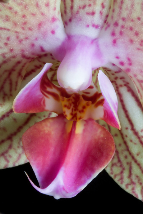 Orchidee