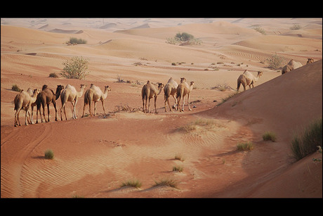 Kudde kamelen op weg naar niets