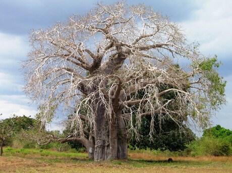 Baobab