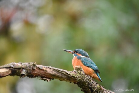 IJsvogel met bokeh