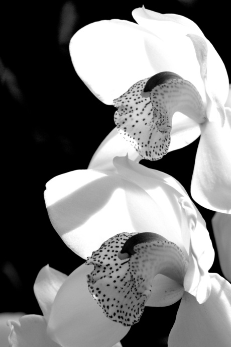 Orchidee 01