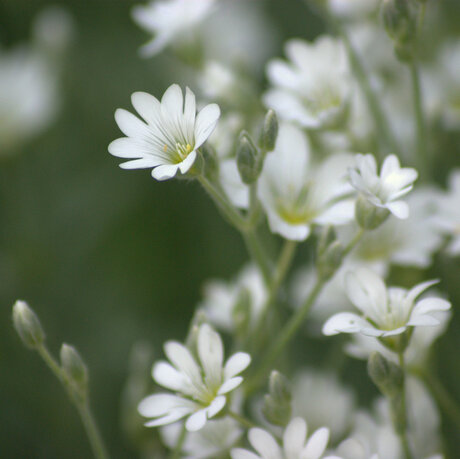 witte bloemen in mijn tuin