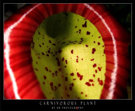 HB Carnivorous Plant