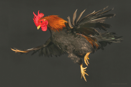 Bird in Flight