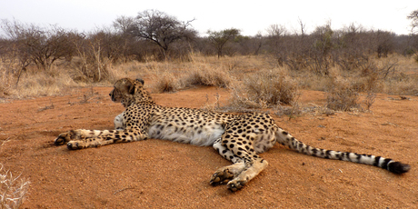 Cheetah Zuid Afrika 2011