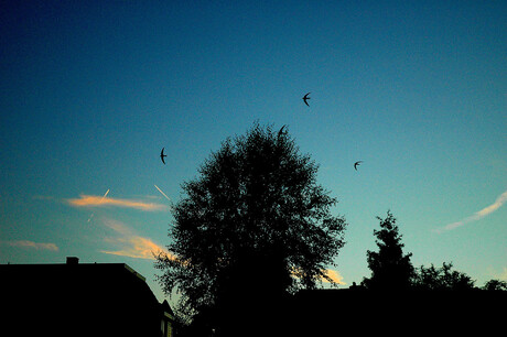 Zwaluwen bij zonsondergang