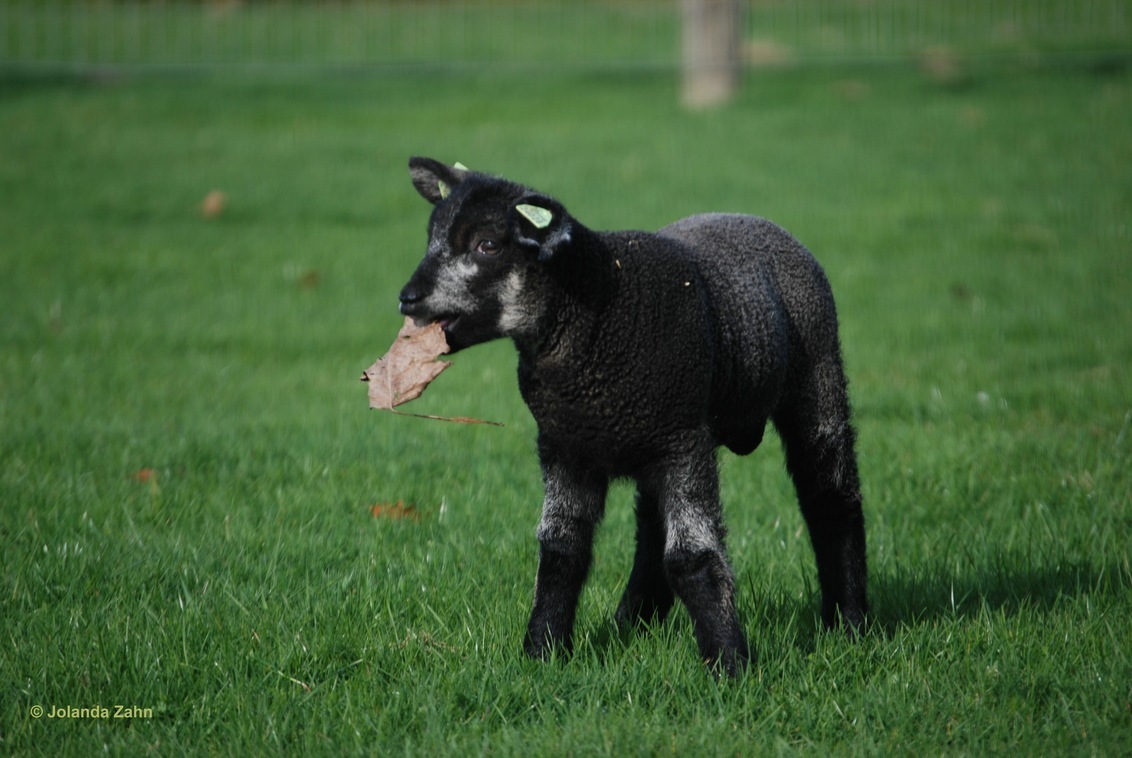 Zwarte schaap online trui