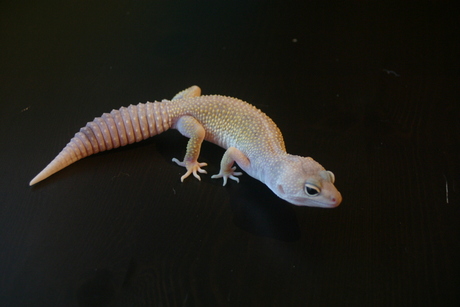 luipaardgekko (blizard)