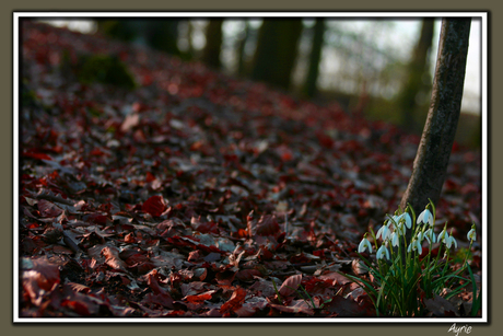 Herfst of lente?