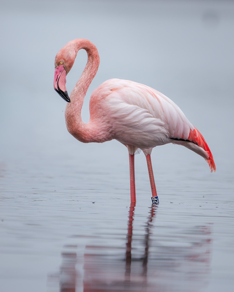 Flamingo