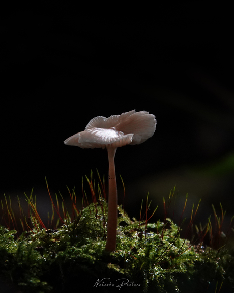 || Mycena ||