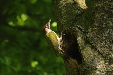 Groene specht in het zonnetje