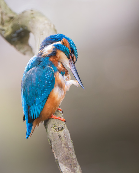 Veertje voor veertje
