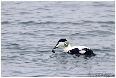 Eider