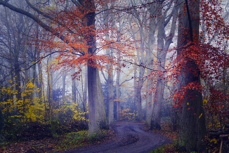 Laatste herfst plaat