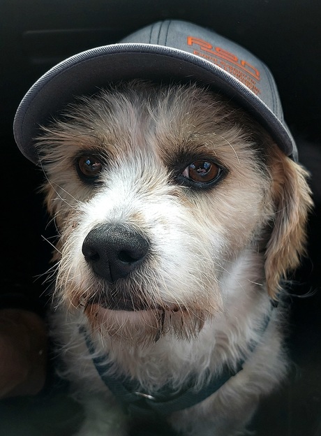 Mijn honden foto van 2025