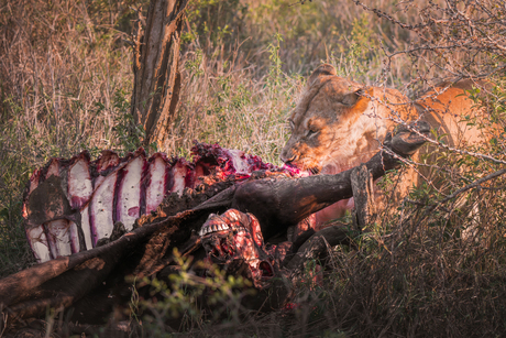 Wij kijken, zwijgend... 
