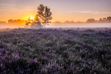 Zonsopkomst op de heide