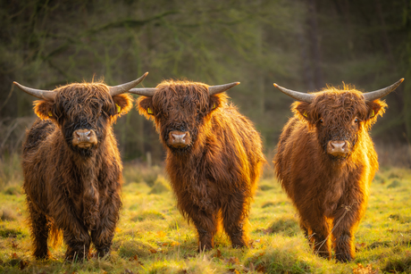 De 3 musketiers