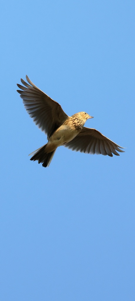 Zingen in de lucht.