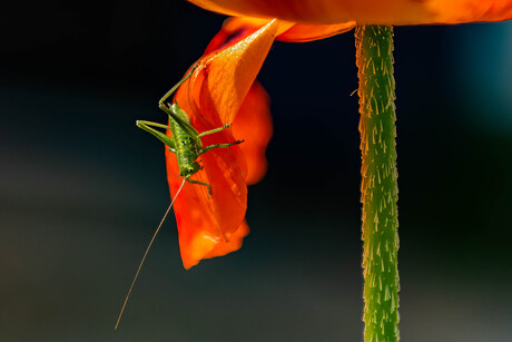 Rood en groen