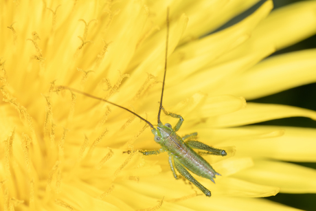 Grote groene sabelsprinkhaan