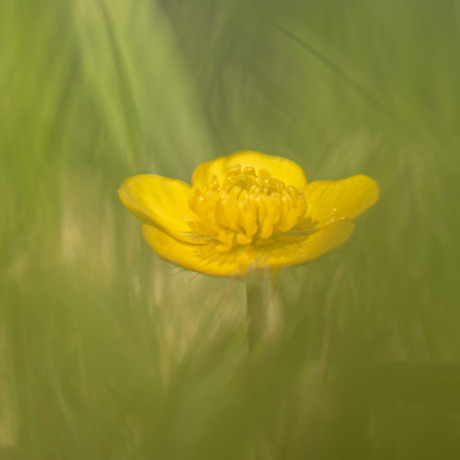 boterbloem