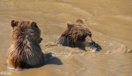 Beren spelend in het water