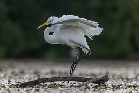 Als een ballerina