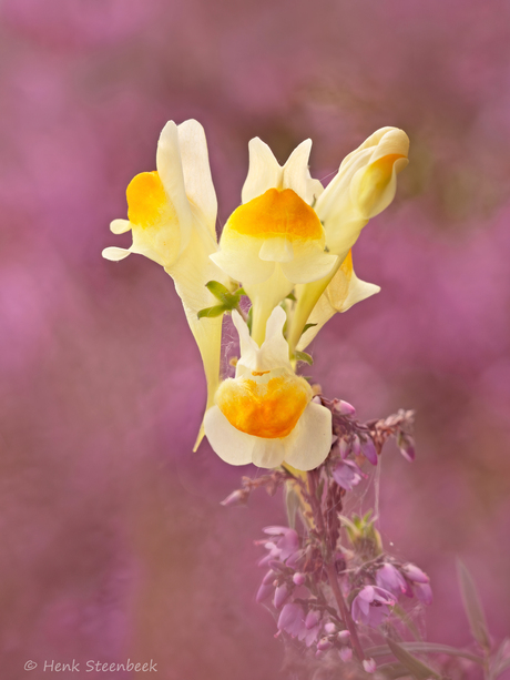 Vlasklokje tussen de hei