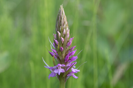 Rietorchis