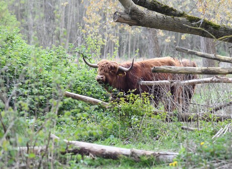 Schotse Hooglander