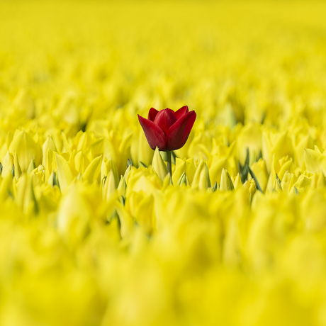 Red and yellow