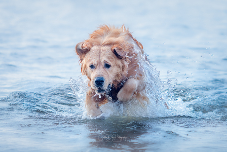 als een vis in het water