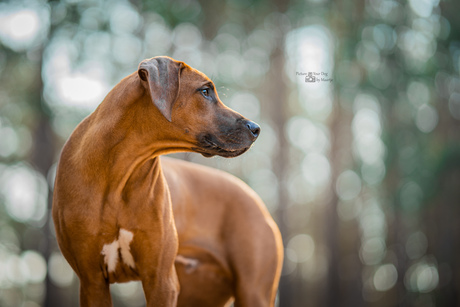 Ridgeback Teun