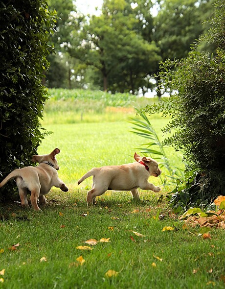 Puppy s 