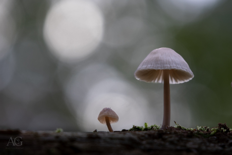 Opgroeiende paddenstoel