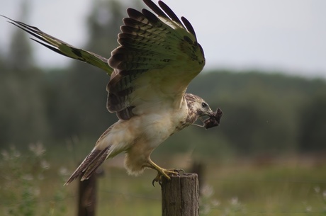 Buizerd met prooi